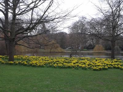 Daffodils in St.James' Park.jpg
